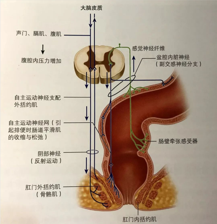 吃了便啦啦肚子会不会痛？